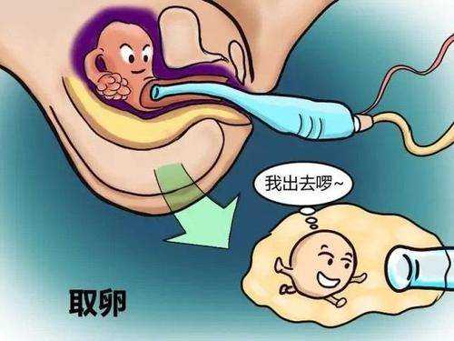 北京可以做供卵试管的医院有哪些？北京供卵试管医院