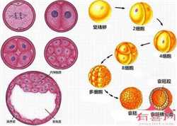 北京代孕比奥医院,北京的代孕机构排名怎么样？附试管代孕？
